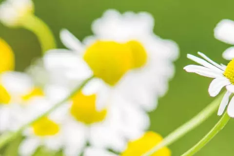 Homöopathie Einzelmittel Header