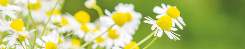 Homöopathische Einzelmittel Header