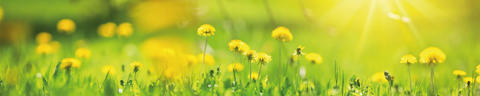 Taschenapotheken Header