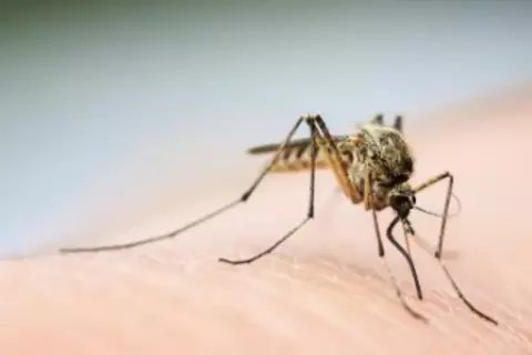 Insektenstiche