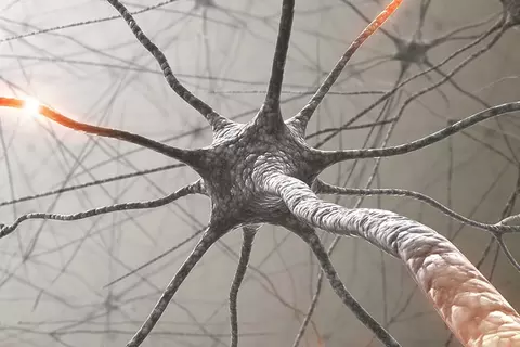 Nervensystem