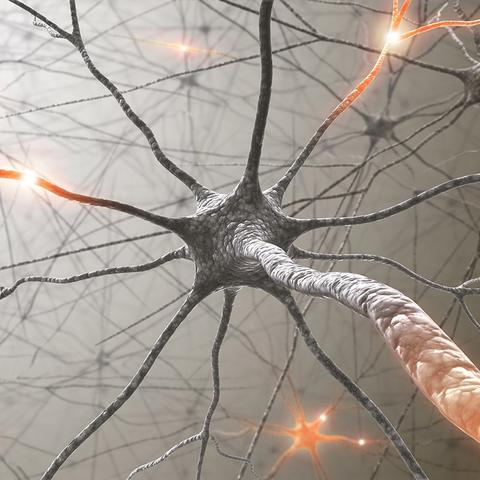 Nervensystem
