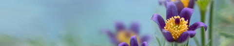 OMIDA Homöopathie und Schüssler Salze Header Pulsatilla