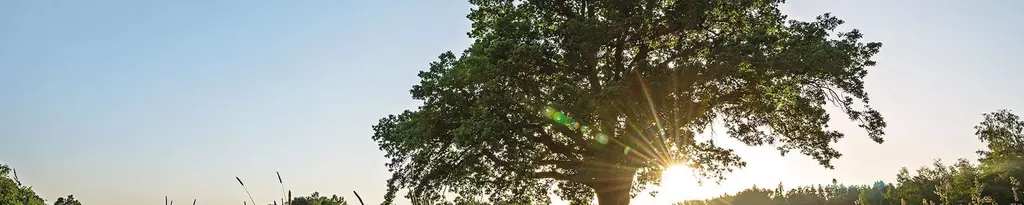 Grosser Baum auf einem grünen Feld - Schwabe Pharma - Omida